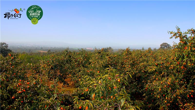 东升国际(中国游)官网 - 首页入口